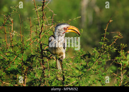 Close up of the Southern Yellow Billed Hornbill which is most often on the ground.  This beautiful bird stayed on the branch for only a moment. Stock Photo