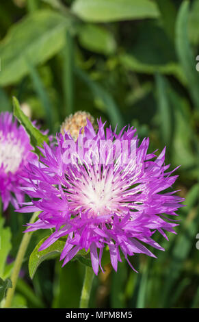 Flower head of a single purple Persian Cornflower (Centaurea dealbata, Whitewash Cornflower), an ornamental perennial plant in late Spring in the UK. Stock Photo