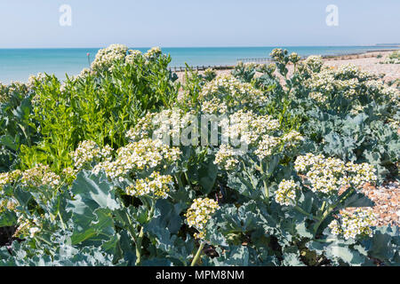 Sea Kale (Crambe maritima) in flower, growing in late Spring on a shingle beach on the South Coast in West Sussex, England, UK. Stock Photo