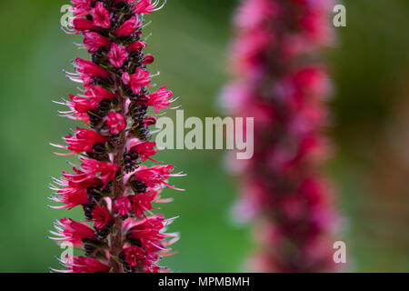 Russian bugloss (Echium russicum) flower in the field Stock Photo