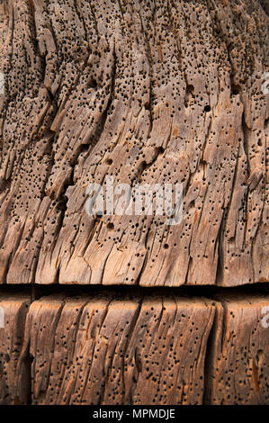 Abstract wood texture of a dry dock with a cut and full of woodworm holes at Caló d’en Trull in Formentera (Balearic Islands, Spain). Conceptual. Stock Photo