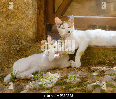 Two cute cats, white with tricolored tabby patches, kitten and its mother lying side by side in an alley, Greek island Rhodes, Dodecanese, Greece Stock Photo