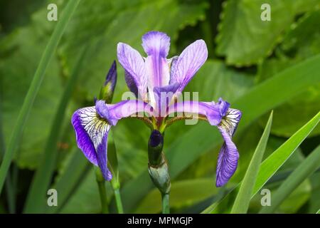 Blue Flag Iris (Iris Versicolor) Stock Photo