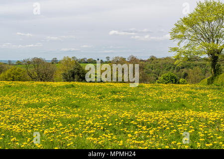 Abundance of dandelions flowering in a meadow during springtime in the Peak district national park, Staffordshire, England. Stock Photo