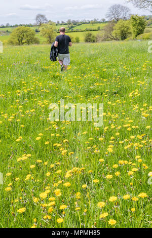 Lone male rambler walks through an abundance of dandelions flowering in a meadow during springtime in the Peak district national park, Staffordshire,  Stock Photo
