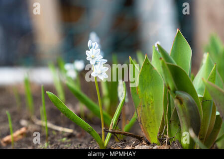 Small white flower on a natural background Stock Photo