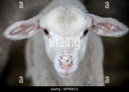 Lamb of merina sheep pure breed at barn, Spain. Closeup Stock Photo