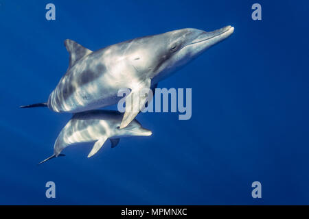 Indo-Pacific bottlenose dolphin, Tursiops aduncus, Chichi-jima, Bonin Islands, Ogasawara Islands, Japan, Pacific Ocean Stock Photo