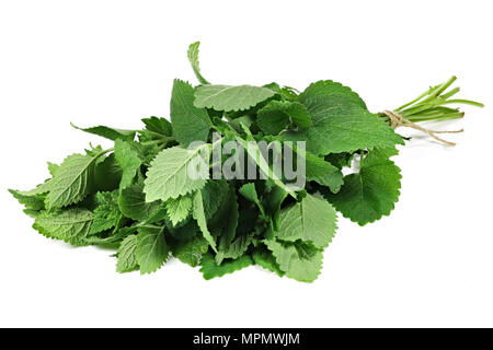 bunch of lemon balm isolated on white background Stock Photo