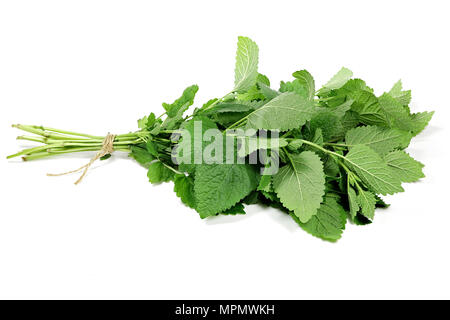 bunch of lemon balm isolated on white background Stock Photo