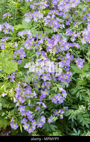 Massed early summer display of the herbaceous hardy perennial, Polemonium 'Lambrook Mauve' Stock Photo