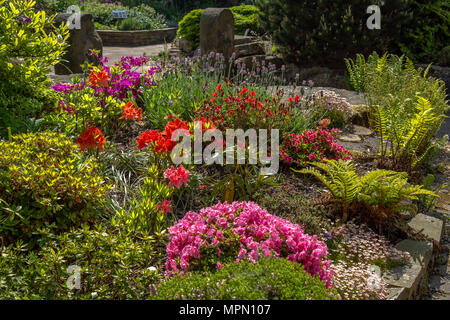 A spring flower bed. Spring colour where azaleas, lavender, ferns and variegated leaves provide colour in the garden. Stock Photo