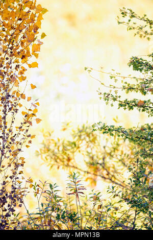 Spain, Wicker cultivation in Canamares in autumn Stock Photo