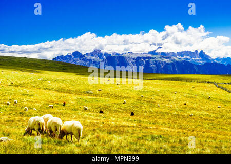 View on sheep herd on a meadow in the mountains of South tyrol Stock Photo