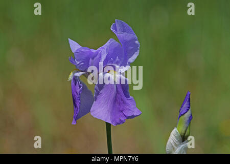 purple flag iris or bearded iris flower very close to Latin name pogoniris from iridaceae family in Italy in spring Stock Photo