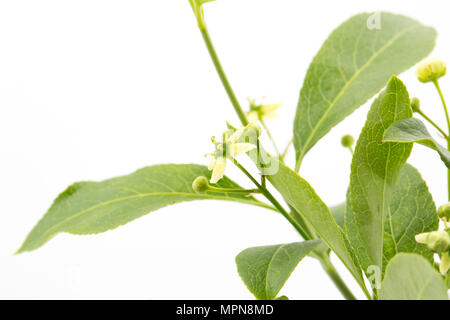 Flowers and buds of the spindle tree, Euonymus europaeus photographed in a studio. North Dorset England UK GB Stock Photo