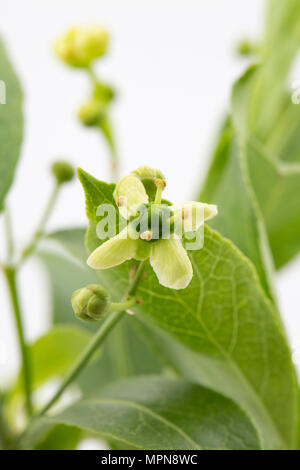 Flowers and buds of the spindle tree, Euonymus europaeus photographed in a studio. North Dorset England UK GB Stock Photo