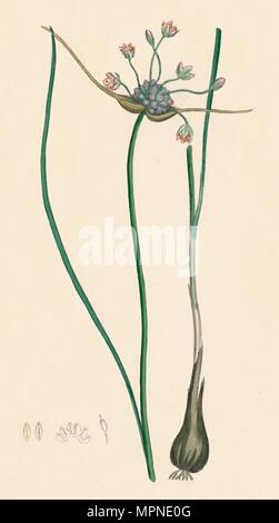 'Allium oleraceum, var. genuinum. Field Garlic, var. a', 19th Century. Artist: Unknown. Stock Photo
