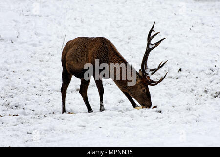 Deers in winter. Hirsche im Winter. Stock Photo