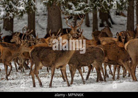 Deers in winter. Hirsche im Winter. Stock Photo