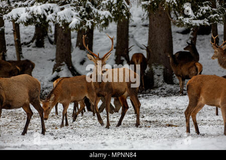 Deers in winter. Hirsche im Winter. Stock Photo