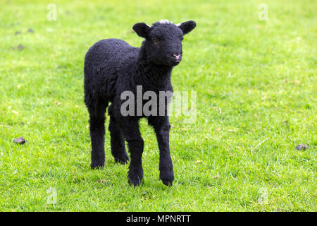 Black Herdwick lamb in field in the Lake District Stock Photo