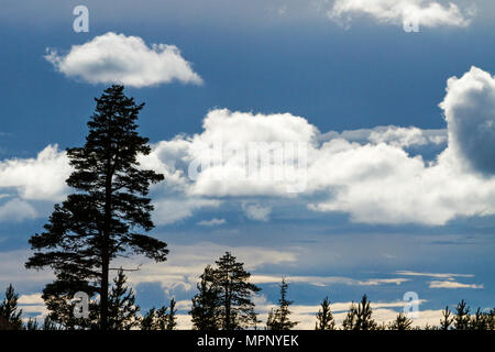 silhouettes of pine trees and puffy clouds, summer landscape Stock Photo
