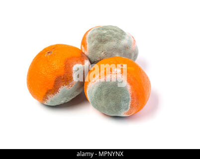 moldy mandarine on a white background isolated Stock Photo