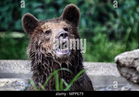 Rome, Italy. 24th may 2018. The Biopark welcomes three abused Albanian brown bear cubs. *** NO WEB *** NO DAILY *** Credit: Independent Photo Agency Srl/Alamy Live News Stock Photo