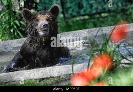 Rome, Italy. 24th may 2018. The Biopark welcomes three abused Albanian brown bear cubs. *** NO WEB *** NO DAILY *** Credit: Independent Photo Agency Srl/Alamy Live News Stock Photo