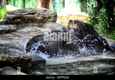 Rome, Italy. 24th may 2018. The Biopark welcomes three abused Albanian brown bear cubs. *** NO WEB *** NO DAILY *** Credit: Independent Photo Agency Srl/Alamy Live News Stock Photo