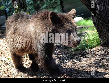 Rome, Italy. 24th may 2018. The Biopark welcomes three abused Albanian brown bear cubs. *** NO WEB *** NO DAILY *** Credit: Independent Photo Agency Srl/Alamy Live News Stock Photo