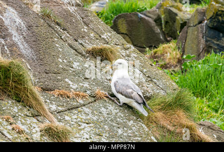 Craigleith Island, 24 May 2018. Firth of Forth, Scotland, UK. Close up of Northern fulmar, Fulmarus glacialis, disturbed from its nest Stock Photo