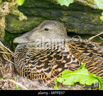 Craigleith Island, 24 May 2018. Firth of Forth, Scotland, UK. Close up of nesting female eider duck, Somateria mollissima Stock Photo