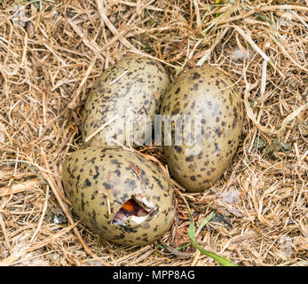 Craigleith Island, 24 May 2018. Firth of Forth, Scotland, UK. Close up of herring gull, Larus argentatus, eggs with an egg hatching Stock Photo