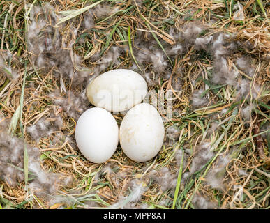 Craigleith Island, 24 May 2018. Firth of Forth, Scotland, UK. Greylag goose eggs clutch in nest Stock Photo