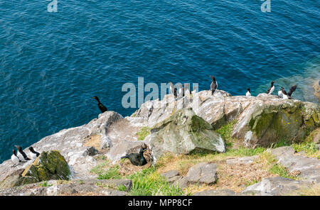 Craigleith Island, 24 May 2018. Firth of Forth, Scotland, UK. Nesting European shag, Phalacrocorax aristotelis, and razorbills, Alca torda, on cliff ledge Stock Photo