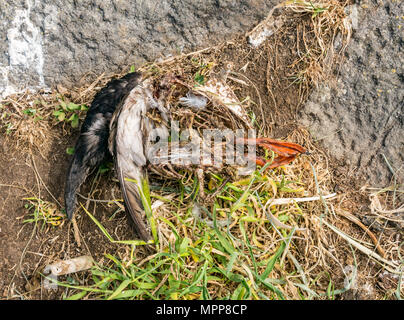 Craigleith Island, 24 May 2018. Firth of Forth, Scotland, UK. Close up of dead puffin corpse, Fratercula arctica Stock Photo