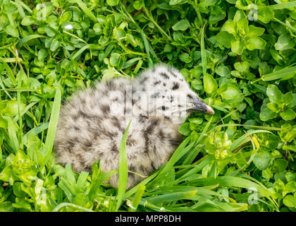 Craigleith Island, 24 May 2018. Firth of Forth, Scotland, UK. Close up of newly hatched herring gull chicks, Larus argentatus Stock Photo