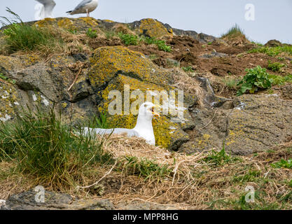 Craigleith Island, 24 May 2018. Firth of Forth, Scotland, UK. Annoyed noisy nesting herring gull, Larus argentatus, calling Stock Photo