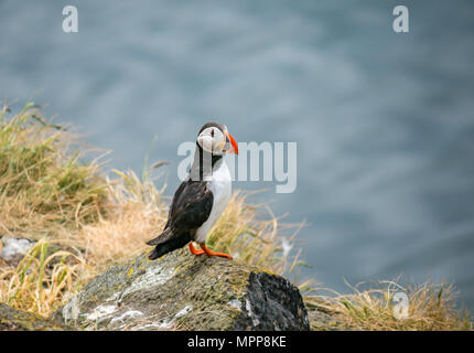 Craigleith Island, 24 May 2018. Firth of Forth, Scotland, UK. Atlantic Puffin, Fratercula arctica, on a rocky ledge Stock Photo