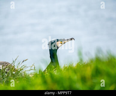 Craigleith Island, 24 May 2018. Firth of Forth, Scotland, UK. A cormorant peeking above grass on a cliff ledge Stock Photo