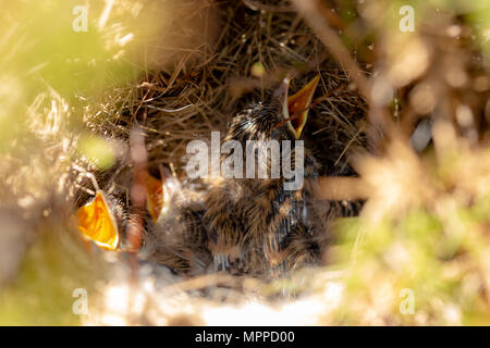 Close up photograph of Stonechat chicks in nest chirping Stock Photo