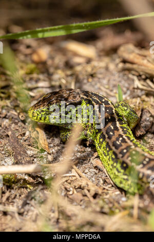 Close-up of a male Sand lizard with bright green flanks during the breeding season taken from behind. Stock Photo