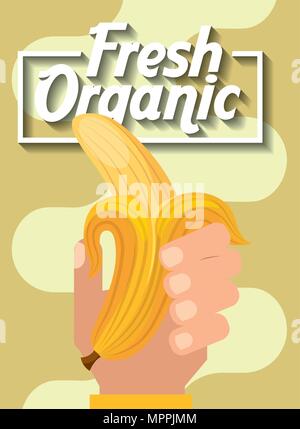 hand holding fresh organic fruit banana vector illustration Stock Vector