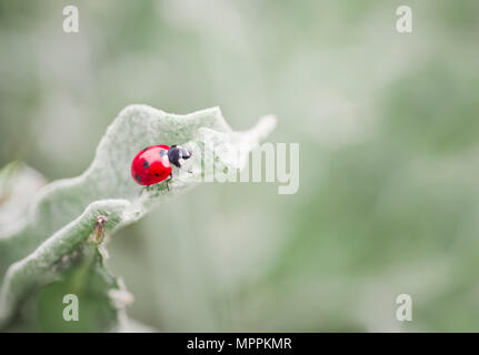 Ladybug on a leaf Stock Photo