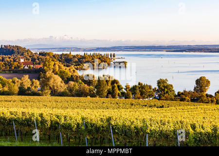 Germany, Baden-Wuerttemberg, Lake Constance near Ueberlingen, vineyards Stock Photo