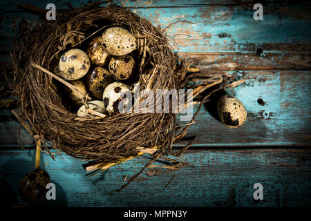 Quail eggs in bird's nest Stock Photo