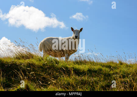United Kingdom, Scotland, Highland, Caithness, domestic sheep Stock Photo