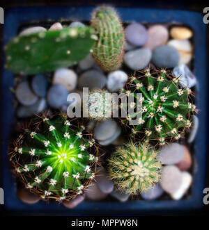 somewhat prickly with protruding thorns of house cactuses close-up view from above Stock Photo